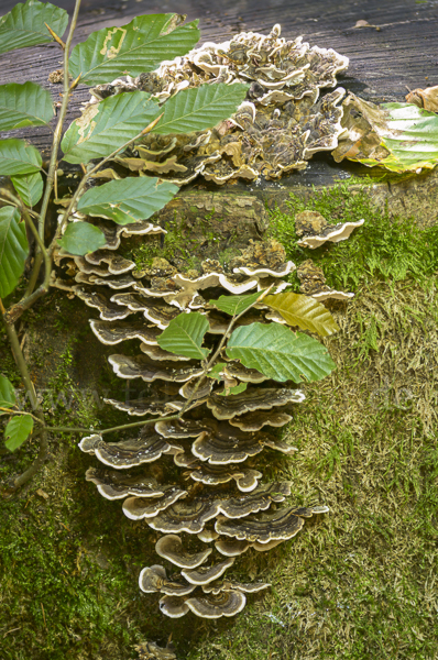 Schmetterlings-Tramete (Trametes versicolor)