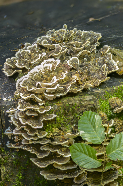 Schmetterlings-Tramete (Trametes versicolor)