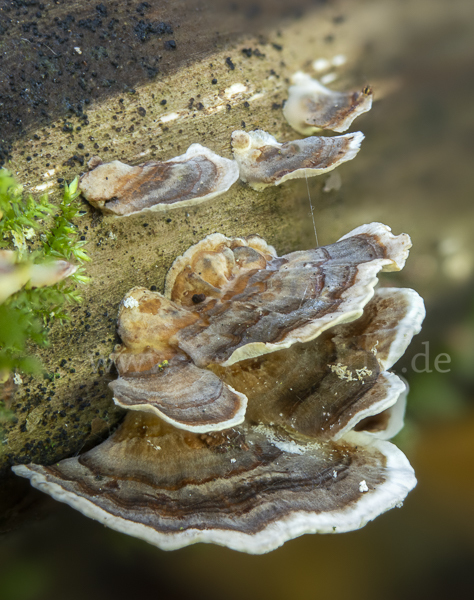 Schmetterlings-Tramete (Trametes versicolor)