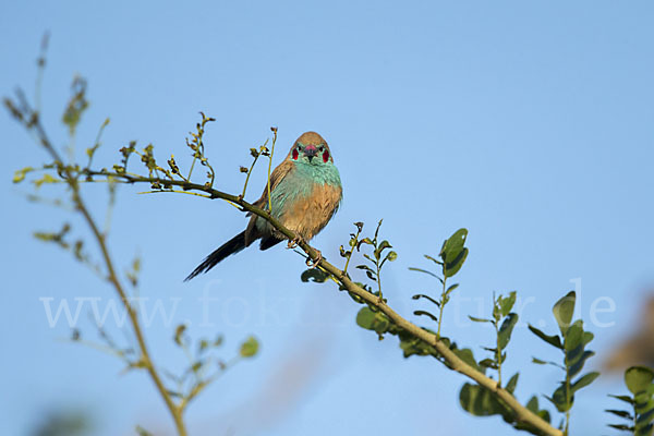 Schmetterlingsastrild (Uraeginthus bengalus)