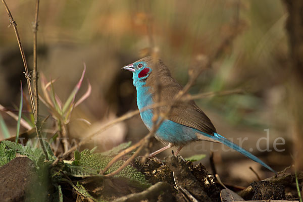 Schmetterlingsastrild (Uraeginthus bengalus)