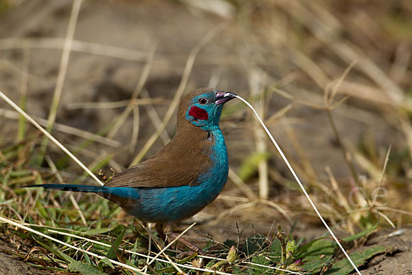 Schmetterlingsastrild (Uraeginthus bengalus)