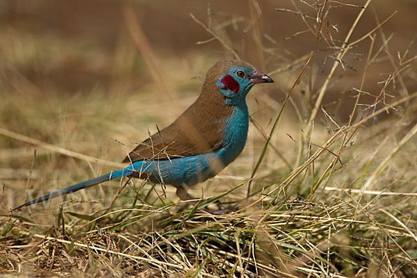 Schmetterlingsastrild (Uraeginthus bengalus)