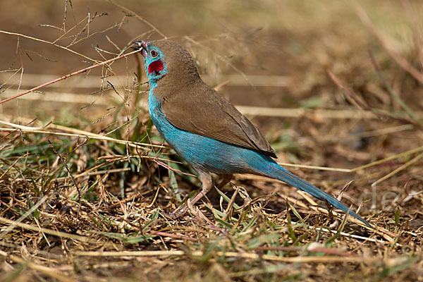 Schmetterlingsastrild (Uraeginthus bengalus)