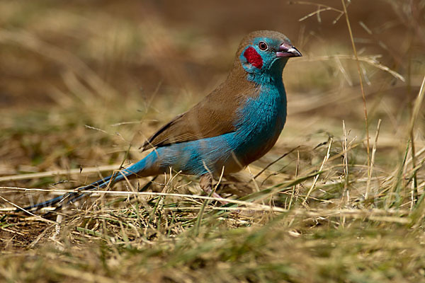 Schmetterlingsastrild (Uraeginthus bengalus)