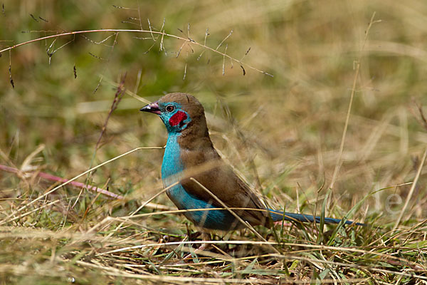 Schmetterlingsastrild (Uraeginthus bengalus)