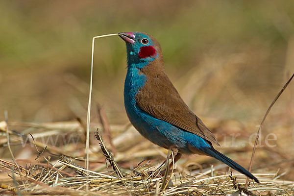 Schmetterlingsastrild (Uraeginthus bengalus)