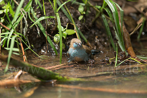 Schmetterlingsastrild (Uraeginthus bengalus)