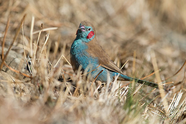 Schmetterlingsastrild (Uraeginthus bengalus)