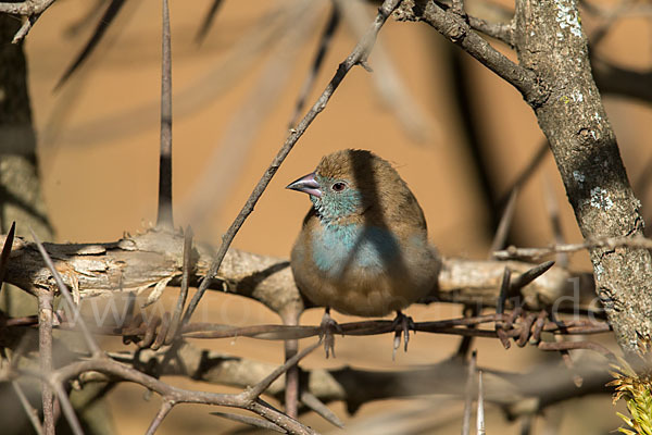 Schmetterlingsastrild (Uraeginthus bengalus)