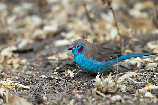 Schmetterlingsastrild (Uraeginthus bengalus)