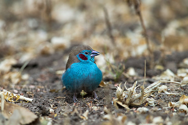 Schmetterlingsastrild (Uraeginthus bengalus)