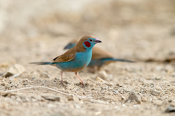 Schmetterlingsastrild (Uraeginthus bengalus)