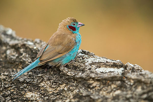 Schmetterlingsastrild (Uraeginthus bengalus)