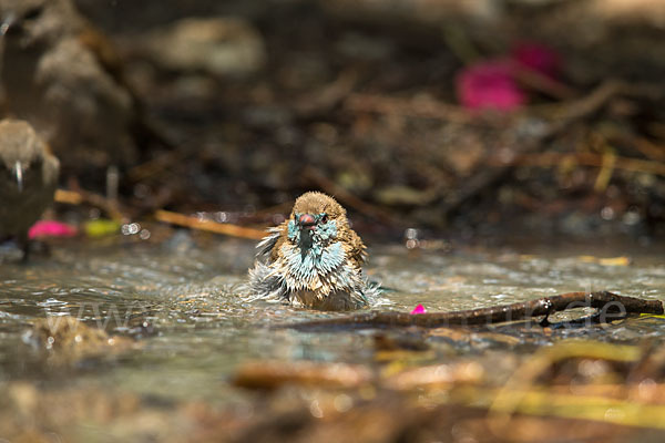 Schmetterlingsastrild (Uraeginthus bengalus)