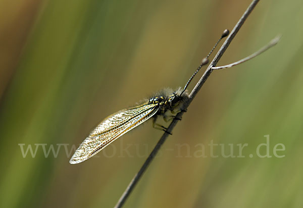 Schmetterlingshaft spec. (Libelloides baeticus)