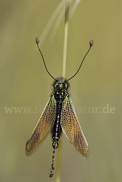 Schmetterlingshaft spec. (Libelloides baeticus)