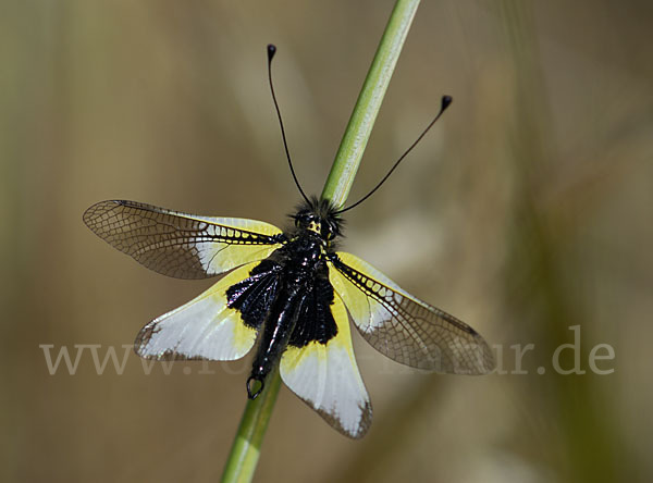 Schmetterlingshaft spec.1 (Libelloides ictericus)