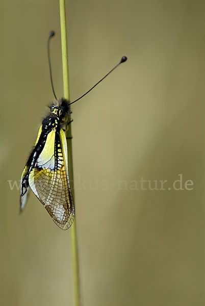 Schmetterlingshaft spec.1 (Libelloides ictericus)