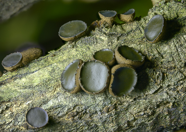 Schmutzbecherling (Bulgaria inquinans)