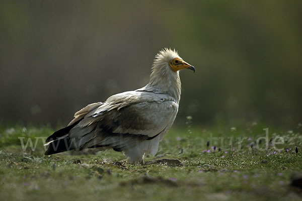 Schmutzgeier (Neophron percnopterus)