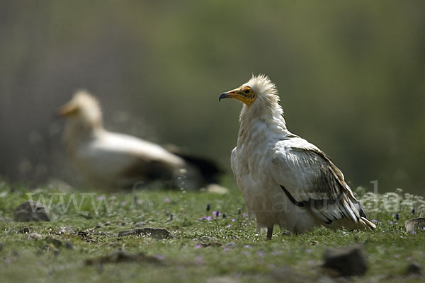 Schmutzgeier (Neophron percnopterus)