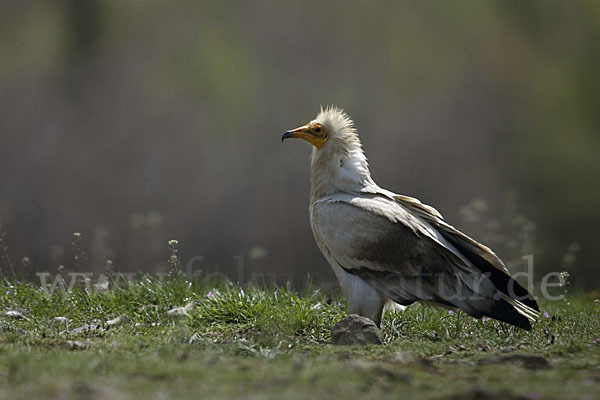 Schmutzgeier (Neophron percnopterus)