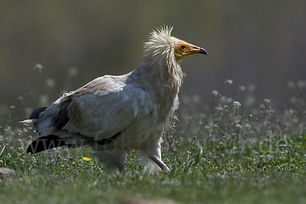 Schmutzgeier (Neophron percnopterus)