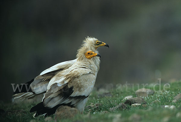 Schmutzgeier (Neophron percnopterus)