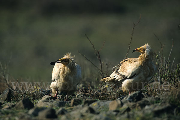 Schmutzgeier (Neophron percnopterus)