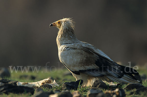 Schmutzgeier (Neophron percnopterus)