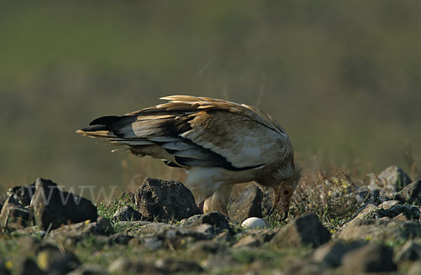 Schmutzgeier (Neophron percnopterus)