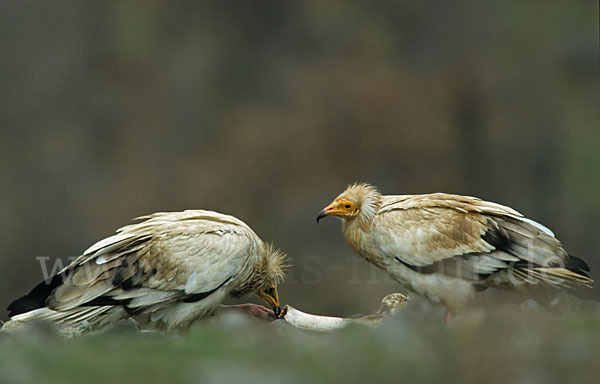 Schmutzgeier (Neophron percnopterus)