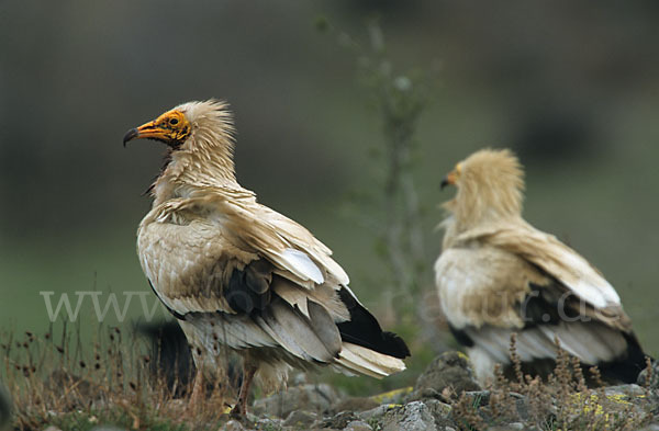 Schmutzgeier (Neophron percnopterus)