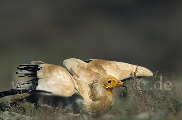 Schmutzgeier (Neophron percnopterus)