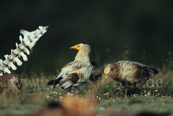 Schmutzgeier (Neophron percnopterus)