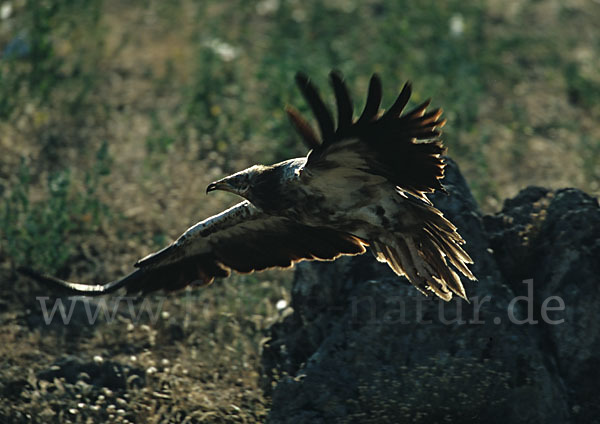 Schmutzgeier (Neophron percnopterus)