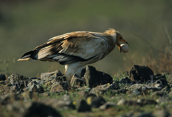 Schmutzgeier (Neophron percnopterus)