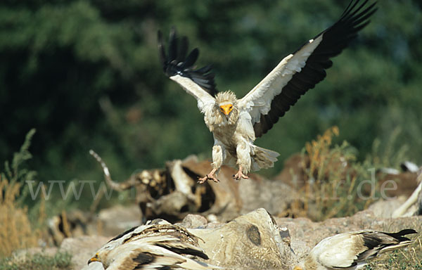 Schmutzgeier (Neophron percnopterus)