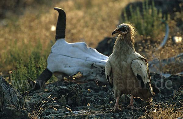 Schmutzgeier (Neophron percnopterus)