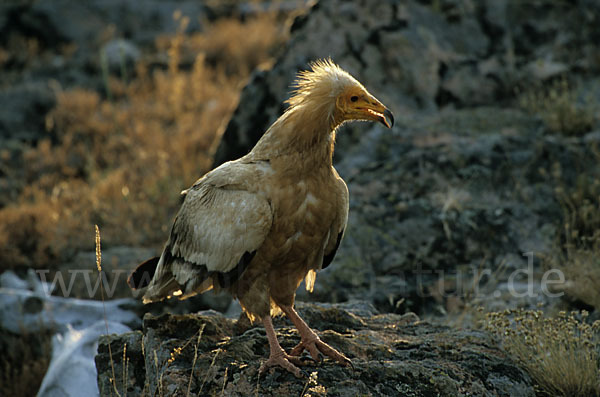 Schmutzgeier (Neophron percnopterus)