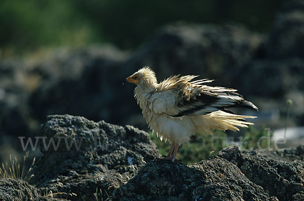 Schmutzgeier (Neophron percnopterus)