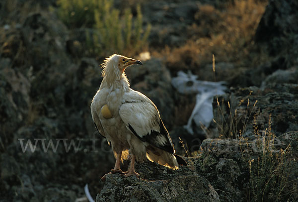 Schmutzgeier (Neophron percnopterus)