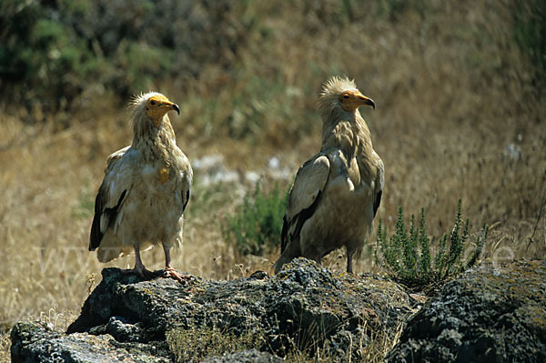 Schmutzgeier (Neophron percnopterus)