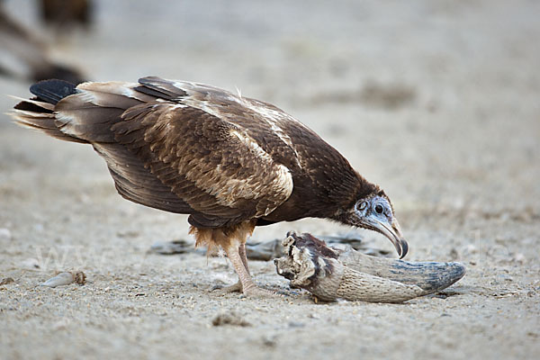 Schmutzgeier (Neophron percnopterus)