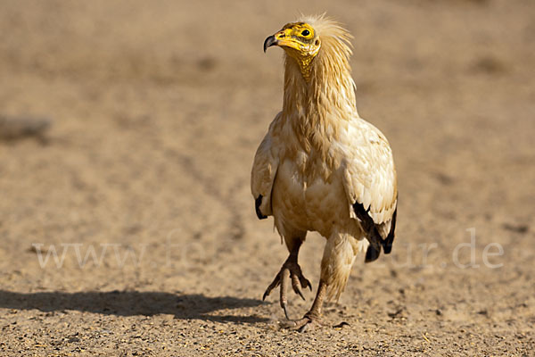 Schmutzgeier (Neophron percnopterus)