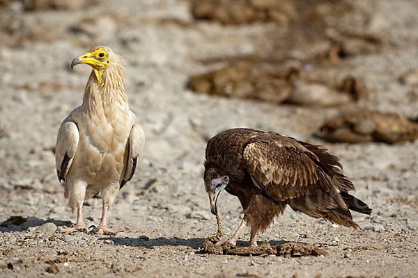 Schmutzgeier (Neophron percnopterus)