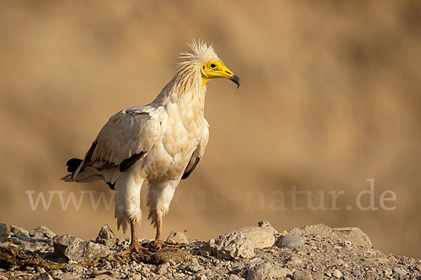 Schmutzgeier (Neophron percnopterus)