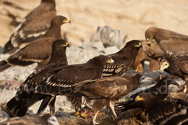 Schmutzgeier (Neophron percnopterus)