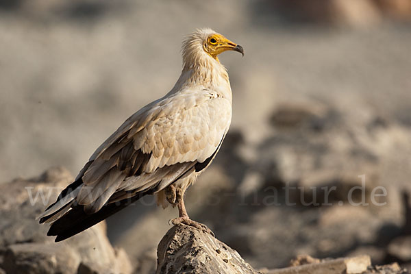 Schmutzgeier (Neophron percnopterus)